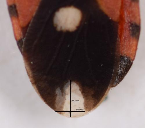 Horvathiolus syriacus